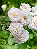 Rosa Blush Noisette in bloom in a garden