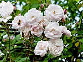 Rosa Blush Noisette in bloom in a garden