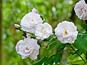 Rosa Blush Noisette in bloom in a garden