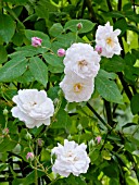 Rosa Blush Noisette in bloom in a garden