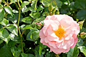 Rosa Domaine de Courson in bloom in a garden