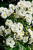 Rosa Seagull in bloom in a garden