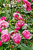 Rosa Marjorie Fair in bloom in a garden