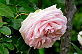 Rose tree Pierre de Ronsard in bloom in a garden