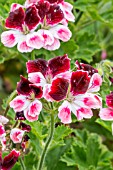 Pelargonium Blick in bloom in a garden
