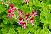 Pelargonium Concolor Lace Major in bloom in a garden