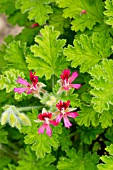 Pelargonium Concolor Lace Major in bloom in a garden