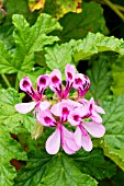 Oakleaf pelargonium Giant Oak in bloom in a garden