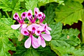 Oakleaf pelargonium Giant Oak in bloom in a garden