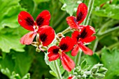 Pelargonium Crimson Unique in bloom in a garden