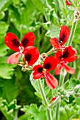 Pelargonium Crimson Unique in bloom in a garden