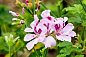 Pelargonium Capthorne in bloom in a garden