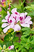 Pelargonium Capthorne in bloom in a garden