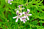 Pelargonium Dr Livingston in bloom in a garden