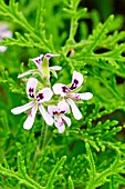 Pelargonium Dr Livingston in bloom in a garden