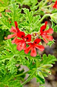 Pelargonium Scarlet Unique in bloom in a garden