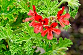 Pelargonium Scarlet Unique in bloom in a garden