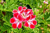 Pelargonium Madame Nonin in bloom in a garden