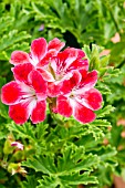 Pelargonium Madame Nonin in bloom in a garden