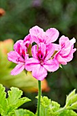 Pelargonium Clorinda in bloom in a garden