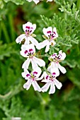 Pelargonium Blandfordianum in bloom in a garden