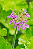 Grapeleaf pelargonium Variegatum in bloom in a garden