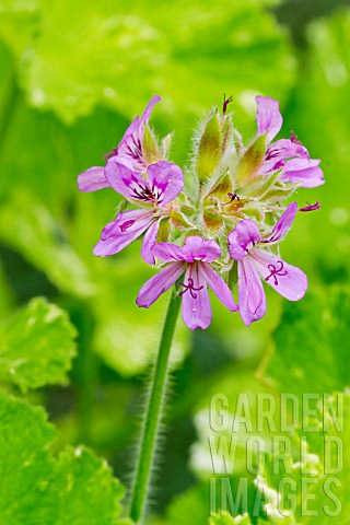Grapeleaf_pelargonium_Variegatum_in_bloom_in_a_garden
