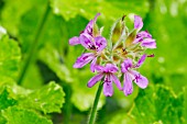 Grapeleaf pelargonium Variegatum in bloom in a garden