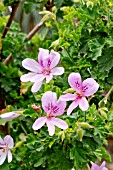 Pelargonium Prince of Orange in bloom in a garden