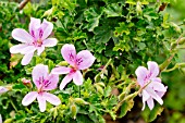 Pelargonium Prince of Orange in bloom in a garden