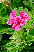 Pelargonium Clorinda in bloom in a garden