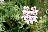 Pelargonium Blandfordianum in bloom in a garden