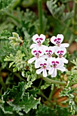 Pelargonium Blandfordianum in bloom in a garden