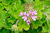 Pelargonium Atomic Snowflake in bloom in a garden