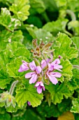 Pelargonium Atomic Snowflake in bloom in a garden