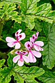 Oakleaf pelargonium Giant Oak in bloom in a garden