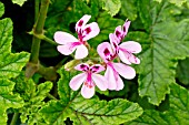 Oakleaf pelargonium Giant Oak in bloom in a garden