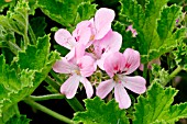 Pelargonium Sweet Mimosa in bloom in a garden