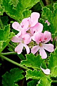 Pelargonium Sweet Mimosa in bloom in a garden