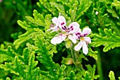 Pelargonium Radula in bloom in a garden