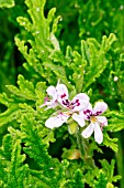 Pelargonium Radula in bloom in a garden