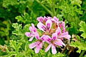 Pelargonium Little Gem in bloom in a garden