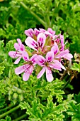 Pelargonium Little Gem in bloom in a garden