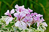 Pelargonium Lelegante in bloom in a garden