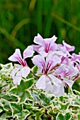 Pelargonium Lelegante in bloom in a garden