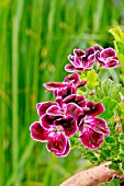 Pelargonium Sancho Panza in bloom in a garden