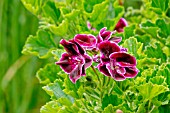 Pelargonium Sancho Panza in bloom in a garden