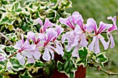 Pelargonium Lelegante in bloom in a garden