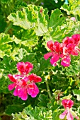 Pelargonium Shrubland Pet in bloom in a garden