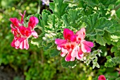 Pelargonium Shrubland Pet in bloom in a garden